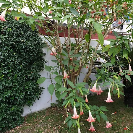 Keti Daire Viareggio